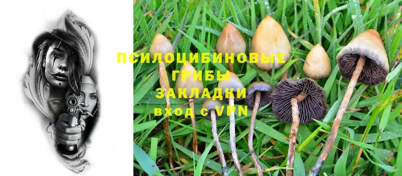 купить наркотики сайты  кракен   Галлюциногенные грибы Psilocybe  Сертолово 